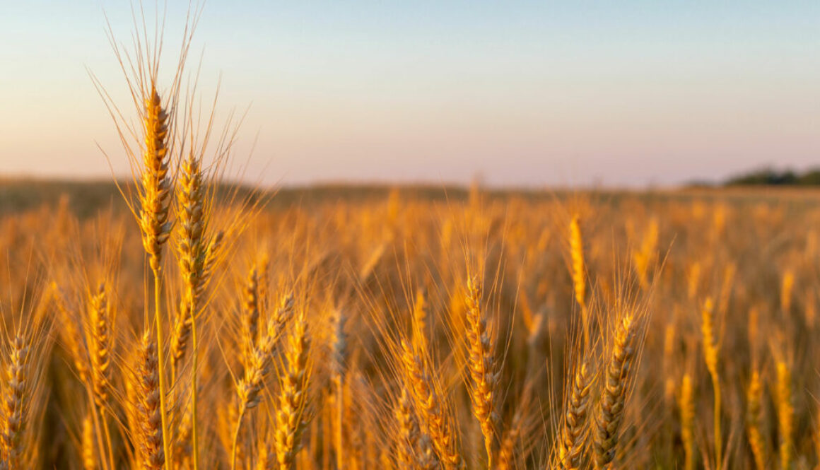 Golden Wheat Grass- Blog